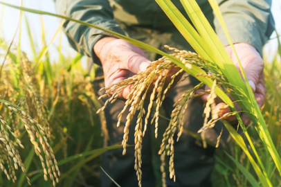 TMO çeltik alım fiyatlarını açıkladı... Alımlar ayın 26'sında başlıyor